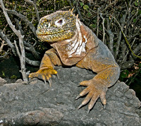 LAND IGUANA GALAPAGOS