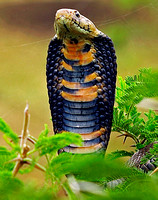 MOZAMBIQUE SPITTING COBRA