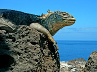 LAND IGUANA GALAPAGOS