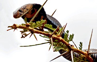 MOZAMBIQUE SPITTING COBRA