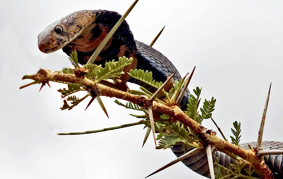 MOZAMBIQUE SPITTING COBRA