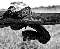 AFRICAN ROCK PYTHON