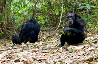 Chimpanzees  -Mahale Mountains Tanzania